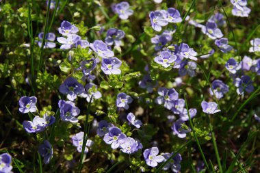 Yeşil çimenlikteki mavi çayır çiçeklerinin arka planı. Yaz kır çiçekleri. Yakın çekim.