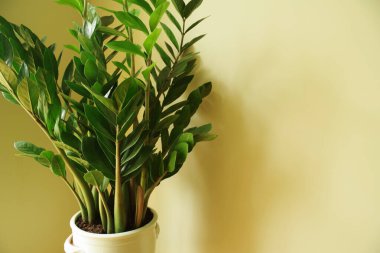 Zamioculcas zamiifolia. Zamioculcas saksıda çiçek açıyor. Doğal ev bitkisi ile ev dekorasyonu kavramı
