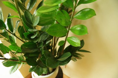 Zamioculcas zamiifolia. Zamioculcas saksıda çiçek açıyor. Doğal ev bitkisi ile ev dekorasyonu kavramı