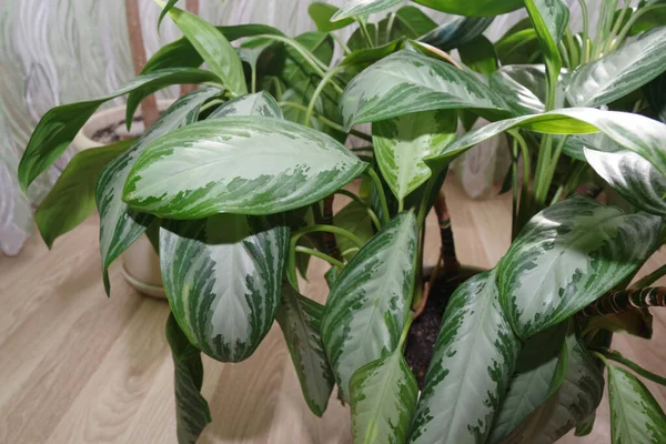 Εξωτικό Φυτό Dieffenbachia Γλάστρα Κοντινό Πλάνο Ενός Πράσινου Diffenbachia Φύλλα — Φωτογραφία Αρχείου
