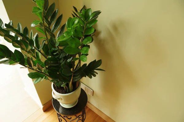 Zamioculcas Zamiifolia Λουλούδι Zamioculcas Κατσαρόλα Αρχική Διακόσμηση Έννοια Εσωτερικό Φυσικό — Φωτογραφία Αρχείου