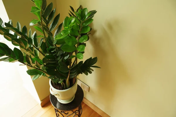 Zamioculcas Zamiifolia Zamioculcas Kwiat Puli Wystrój Wnętrz Naturalną Rośliną Domową — Zdjęcie stockowe