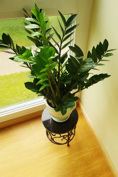 Zamioculcas Zamiifolia Zamioculcas Kwiat Puli Wystrój Wnętrz Naturalną Rośliną Domową — Zdjęcie stockowe