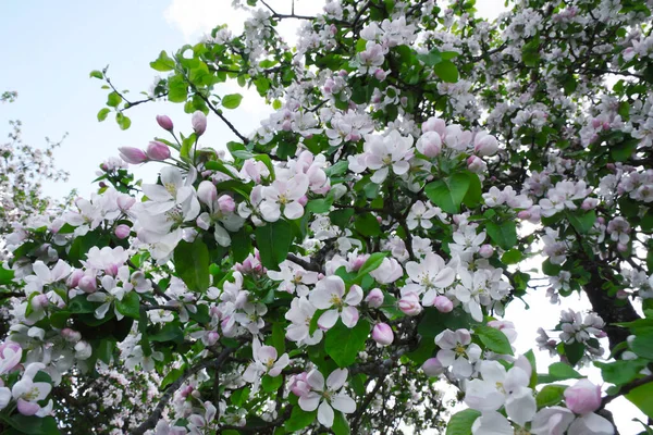 Spring apple flowers background. Spring blooming apple flowers. Spring apple flowers in the spring garden. Spring flower landscape.