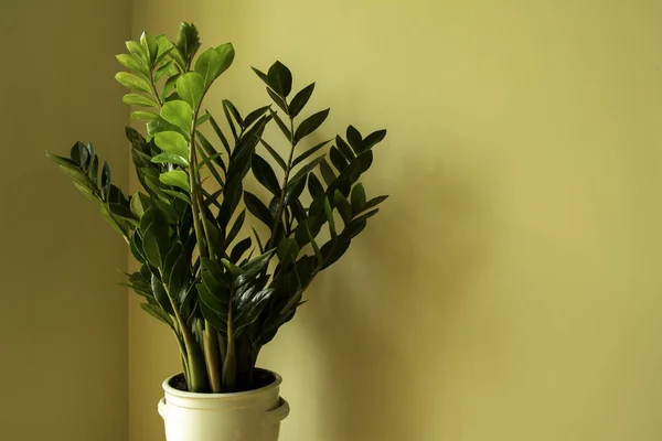 Zamioculcas Fiore Vaso Zamioculcas Zamiifolia Arredamento Domestico Concetto Interno Con — Foto Stock