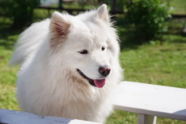 White Samoyed Cão Jardim Grama Verde Cão Raça Pura — Fotografia de Stock