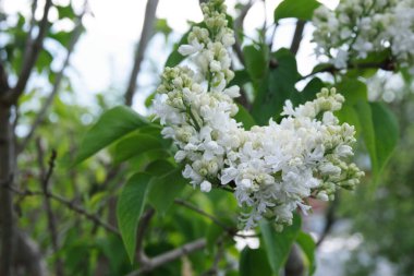 Bahar çiçekleri arka planı. Bahar çiçekleri. Bahçede bahar çiçekleri. Bahar çiçeği manzarası.