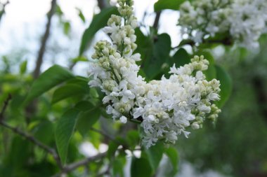 Bahar çiçekleri arka planı. Bahar çiçekleri. Bahçede bahar çiçekleri. Bahar çiçeği manzarası.