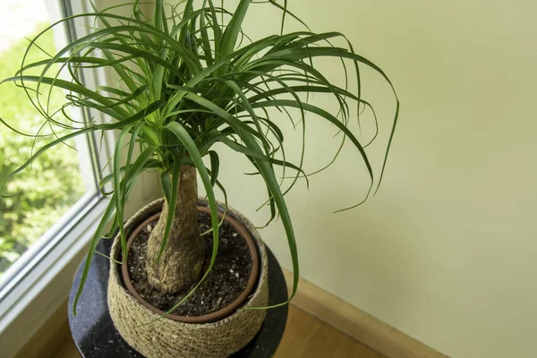 Beaucarnea Recurvata Também Conhecida Como Ponytail Palm Nolina Uma Planta — Fotografia de Stock