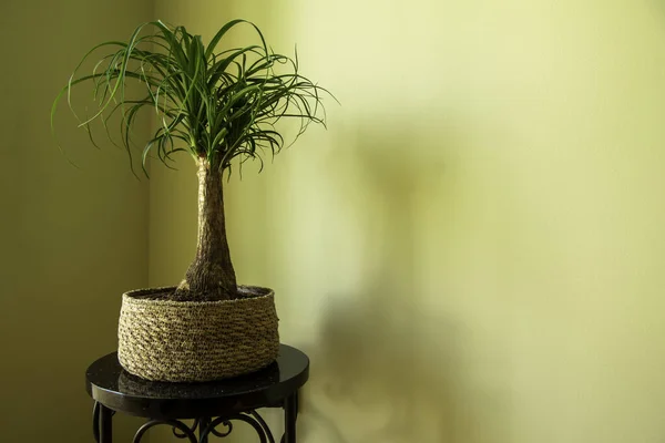 Die Beaucarnea Recurvata Auch Pferdeschwanzpalme Oder Nolina Genannt Ist Eine Stockbild