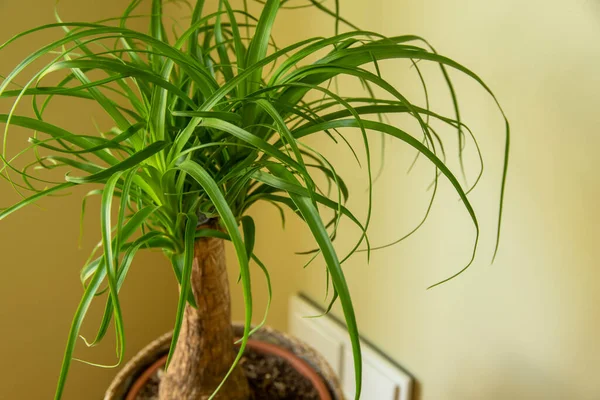 Die Beaucarnea Recurvata Auch Pferdeschwanzpalme Oder Nolina Genannt Ist Eine lizenzfreie Stockfotos