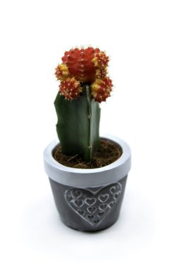 Kırmızı aşılanmış Ay Kaktüsü Gymnocalycium Mihanovichii beyaz arka planda izole edildi. Yakut topu kaktüsü yetiştiriyorum. Kaktaceae
