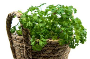 Çiçek saksısında yetişen maydanoz otu, organik gıda konsepti. Taze maydanoz beyaz arkaplanda izole. 