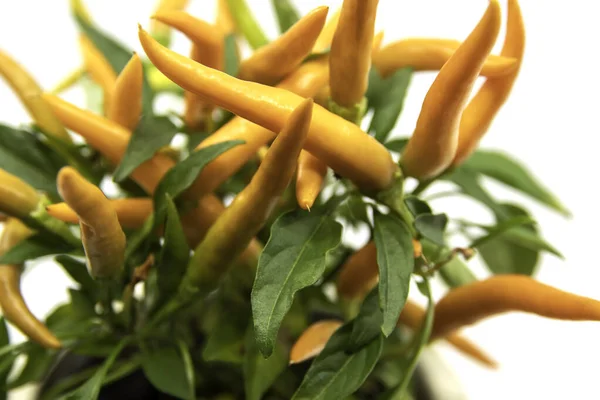 Decorative Orange Peppers Flower Pot Vegetable Plant Closeup — Stock Photo, Image
