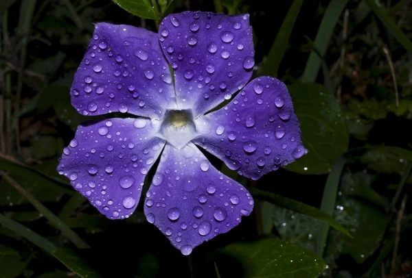 Bunch of flowers — Stock Photo, Image