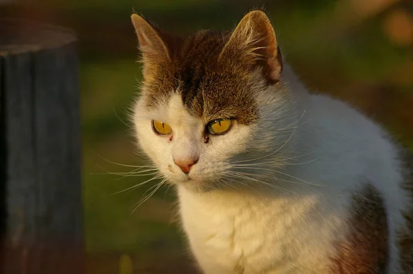 Feral kat med gule øjne opmærksomme på byttet. Guløjet kat advarer om muligt bytte. Hvid og grå kat med gule øjne kigger på et jagtsted. - Stock-foto