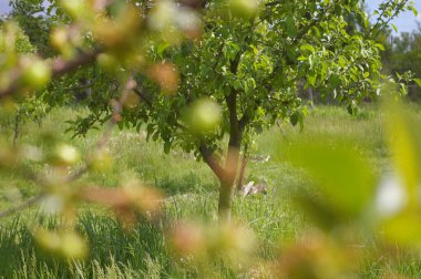 Yeşil bulanık dalların arasından görünen genç elma ağacı. Hobi bahçesinde güneşli bir yaz günü. 