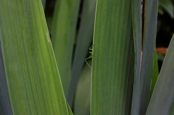 Pernas de um jardim grilo grama verde escondendo-se através de folhas de íris. — Fotografia de Stock