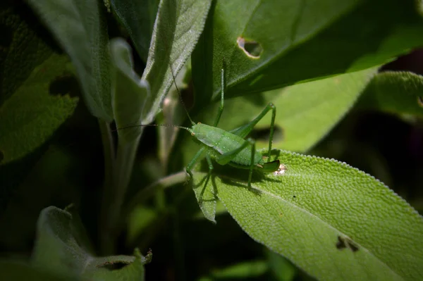 Grillo verde insecto relajante en una planta de salvia licencia. — Foto de Stock