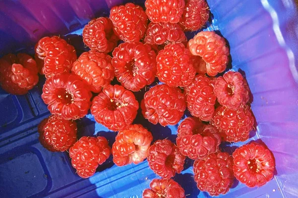 Frambuesas rojas en un recipiente de plástico azul. Cosecha de frutas de verano en envases de plástico insostenibles — Foto de Stock