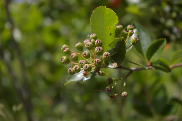 Green chokeberry fruits in formation. Small aronia bush in early summer. Copy Space.