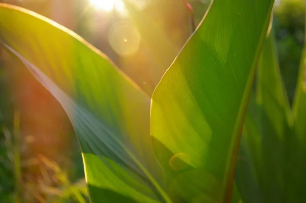 Tropical green leaves with light leak at sunset. Botanical background. — Stock Photo, Image