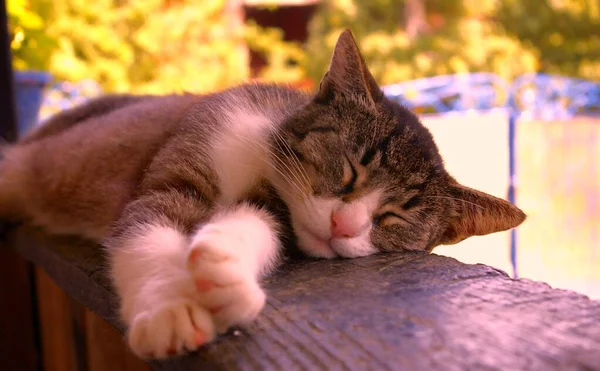 Gato cansado dorme no alpendre de uma casa de campo em um dia ensolarado. Gato doméstico deitado em uma madeira preta. — Fotografia de Stock
