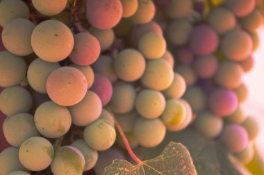 Olgunlaşma sürecindeki üzümler. Kırmızı üzüm çeşitleri yeşilden morun farklı tonlarına değişir. 