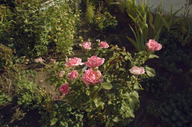 Parlak bir yaz bahçesinde büyüyen pembe güller.