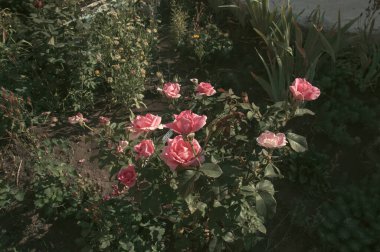 Yaz bahçesinde yetişen pembe güller.