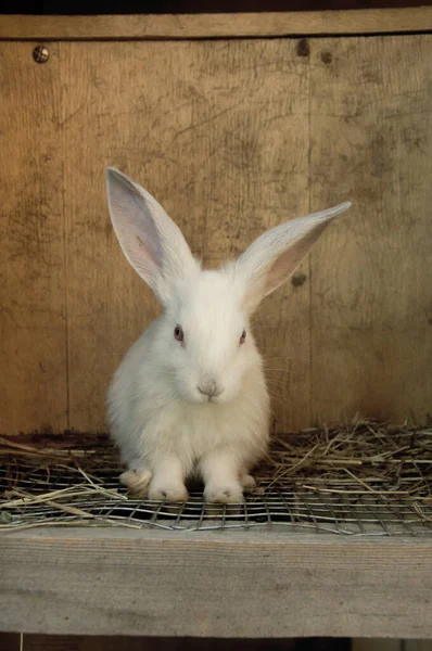 一只可爱的小白兔 正全脸坐在一个鸟笼里 — 图库照片
