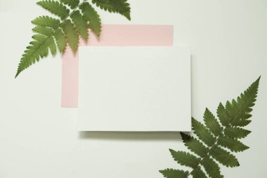 Boş beyaz davet kartı ve eğreltiotu yaprakları beyaz arkaplanda.