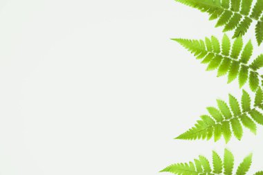 beyaz arkaplanda yeşil yapraklar