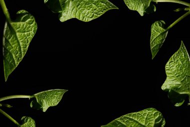 Makro fotoğrafçılık. Sığ bir alan derinliğine sahip fotoğraflar, gerçek denek sadece birkaç milimetre uzunluğunda..       