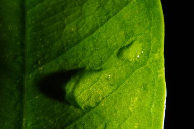  Makro fotoğrafçılık. Sığ bir alan derinliğine sahip fotoğraflar, gerçek denek sadece birkaç milimetre uzunluğunda..                         