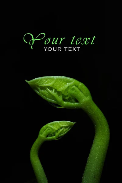  Makro fotoğrafçılık. Sığ bir alan derinliğine sahip fotoğraflar, gerçek denek sadece birkaç milimetre uzunluğunda..                       