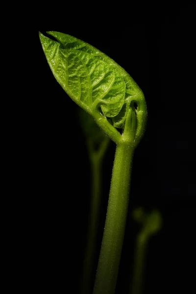 Macro Fotografia Fotografie Con Una Bassa Profondità Campo Soggetto Reale — Foto Stock