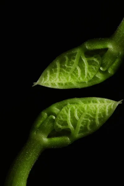 Makro fotoğrafçılık. Sığ bir alan derinliğine sahip fotoğraflar, gerçek denek sadece birkaç milimetre uzunluğunda..       