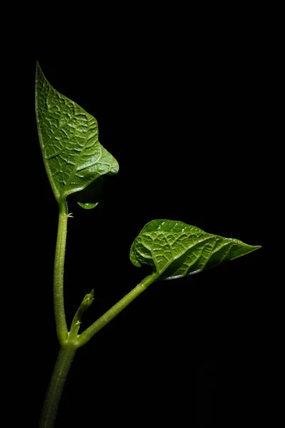 Macro Fotografia Fotografie Con Una Bassa Profondità Campo Soggetto Reale — Foto Stock