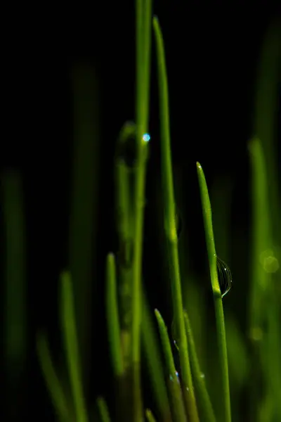 Macro Fotografia Fotografie Con Una Bassa Profondità Campo Soggetto Reale — Foto Stock