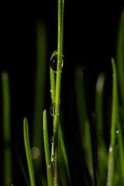 Photographie Macro Photographies Avec Une Faible Profondeur Champ Sujet Réel — Photo