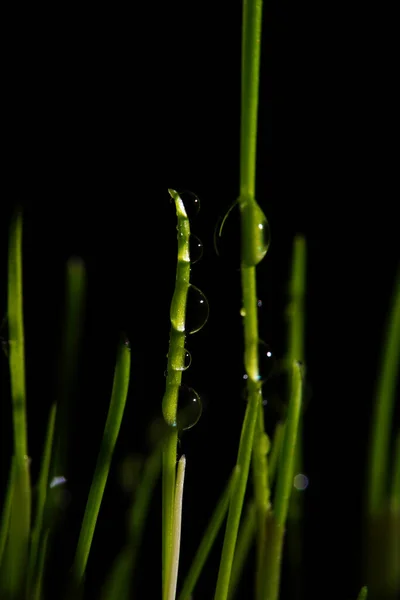 Macro Fotografia Fotografie Con Una Bassa Profondità Campo Soggetto Reale — Foto Stock