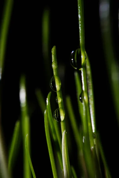 Fotografia Macro Fotografias Com Uma Profundidade Campo Rasa Assunto Real — Fotografia de Stock