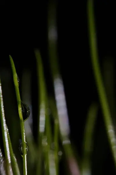 Macro Fotografia Fotografie Con Una Bassa Profondità Campo Soggetto Reale — Foto Stock