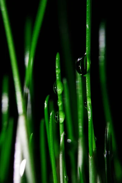 Macro Fotografie Foto Met Een Ondiepe Velddiepte Het Werkelijke Onderwerp — Stockfoto