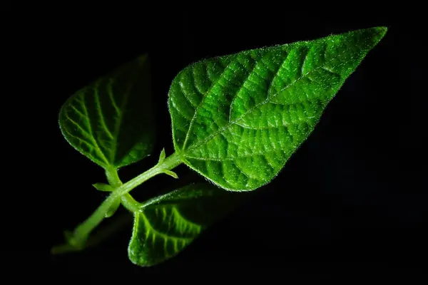 Makro Fotoğrafçılık Sığ Bir Alan Derinliğine Sahip Fotoğraflar Gerçek Denek — Stok fotoğraf