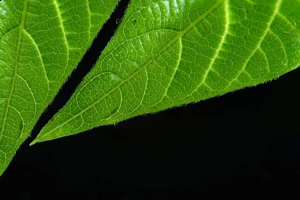 Makrofotografie Fotografien Mit Geringer Schärfentiefe Das Eigentliche Motiv Ist Nur — Stockfoto