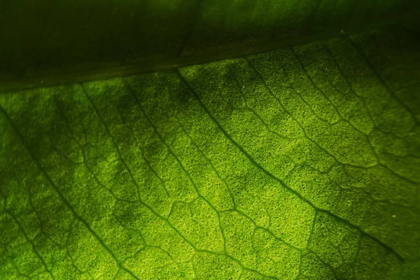  Makro fotoğrafçılık. Sığ bir alan derinliğine sahip fotoğraflar, gerçek denek sadece birkaç milimetre uzunluğunda..                         