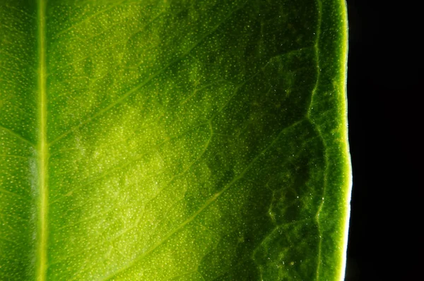  Makro fotoğrafçılık. Sığ bir alan derinliğine sahip fotoğraflar, gerçek denek sadece birkaç milimetre uzunluğunda..                         