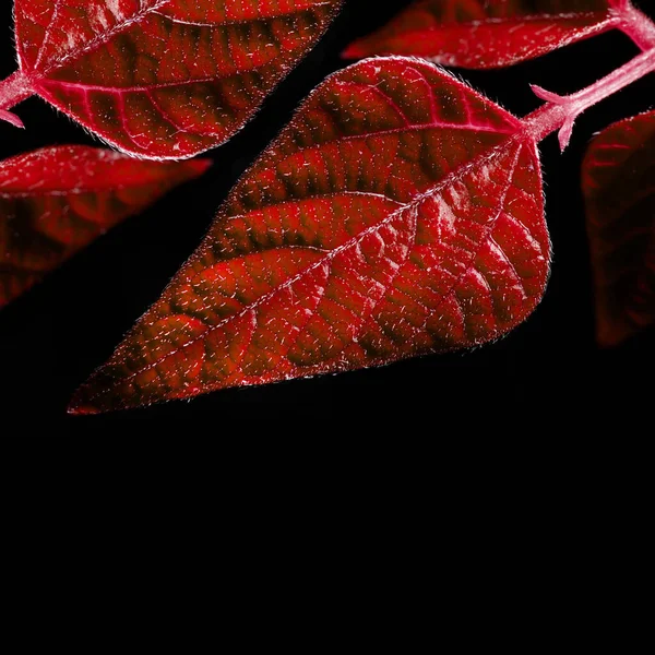 Makro fotoğrafçılık. Sığ bir alan derinliğine sahip fotoğraflar, gerçek denek sadece birkaç milimetre uzunluğunda..